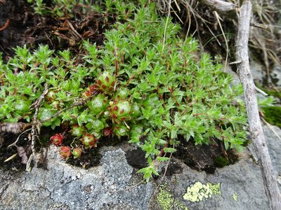 Saxifraga aspera, photographed by Fabien Anthelme