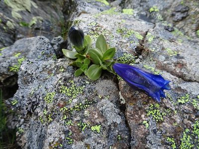 Gentiana alpina, photographed by Fabien Anthelme