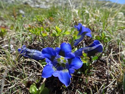 Gentiana alpina, photographed by Fabien Anthelme