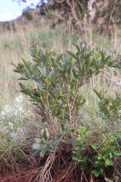 Searsia rogersii, photographed by Tony Rebelo