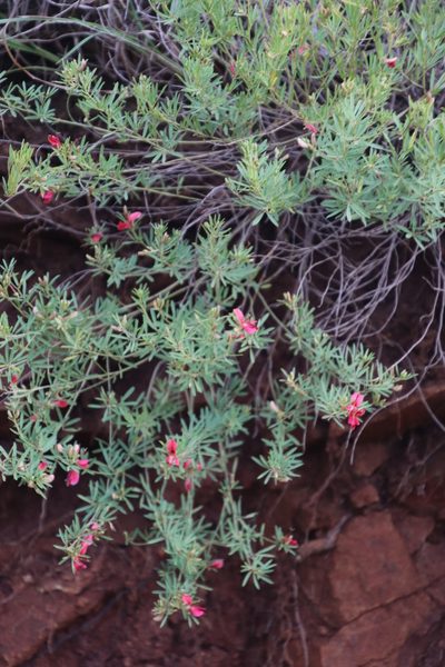 Indigofera densa, photographed by Tony Rebelo