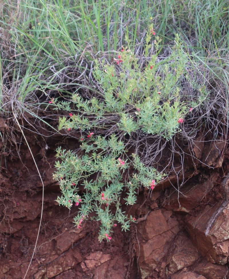 Indigofera densa, photographed by Tony Rebelo