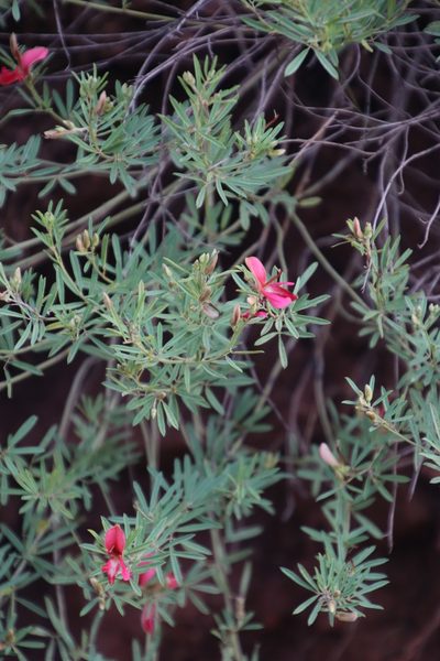 Indigofera densa, photographed by Tony Rebelo