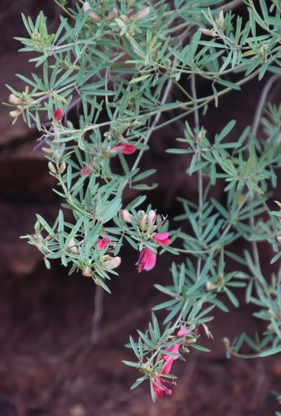 Indigofera densa, photographed by Tony Rebelo