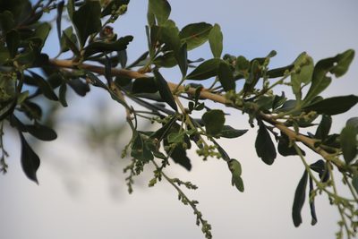 Searsia pentheri, photographed by Tony Rebelo