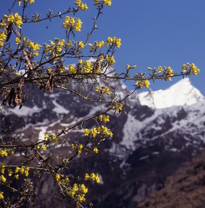 Piptanthus nepalensis, photographed by desertnaturalist