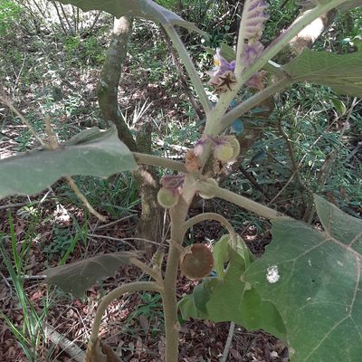 Solanum quitoense, photographed by Arthur de Jesús Chavarría Pérez