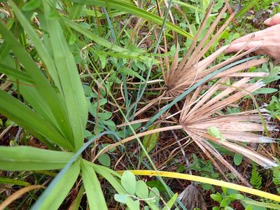 Stenanthium densum, photographed by Valerie Anderson