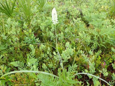 Stenanthium densum, photographed by Valerie Anderson