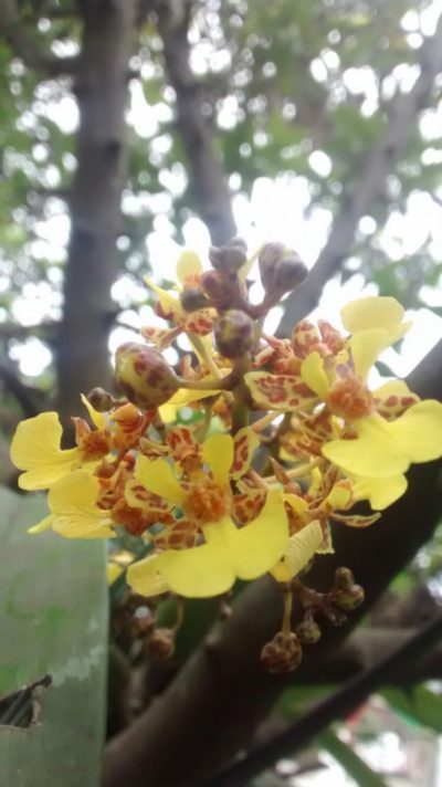 Trichocentrum cebolleta, photographed by Victor De la Cruz