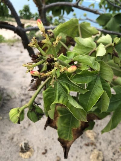 Jatropha mollissima, photographed by Tim Hirsch