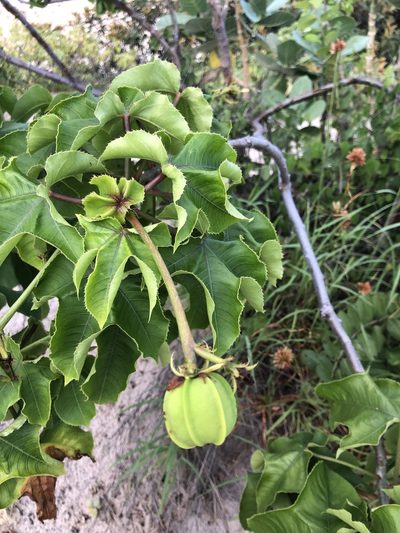 Jatropha mollissima, photographed by Tim Hirsch