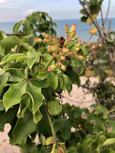 Jatropha mollissima, photographed by Tim Hirsch