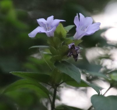 Barleria gueinzii, photographed by Tony Rebelo