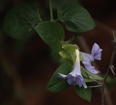 Barleria gueinzii, photographed by Tony Rebelo