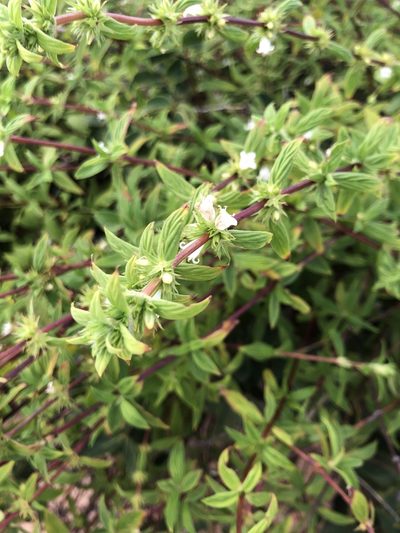 Hexasepalum gardneri, photographed by Tim Hirsch