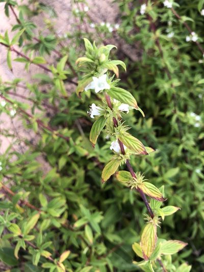 Hexasepalum gardneri, photographed by Tim Hirsch
