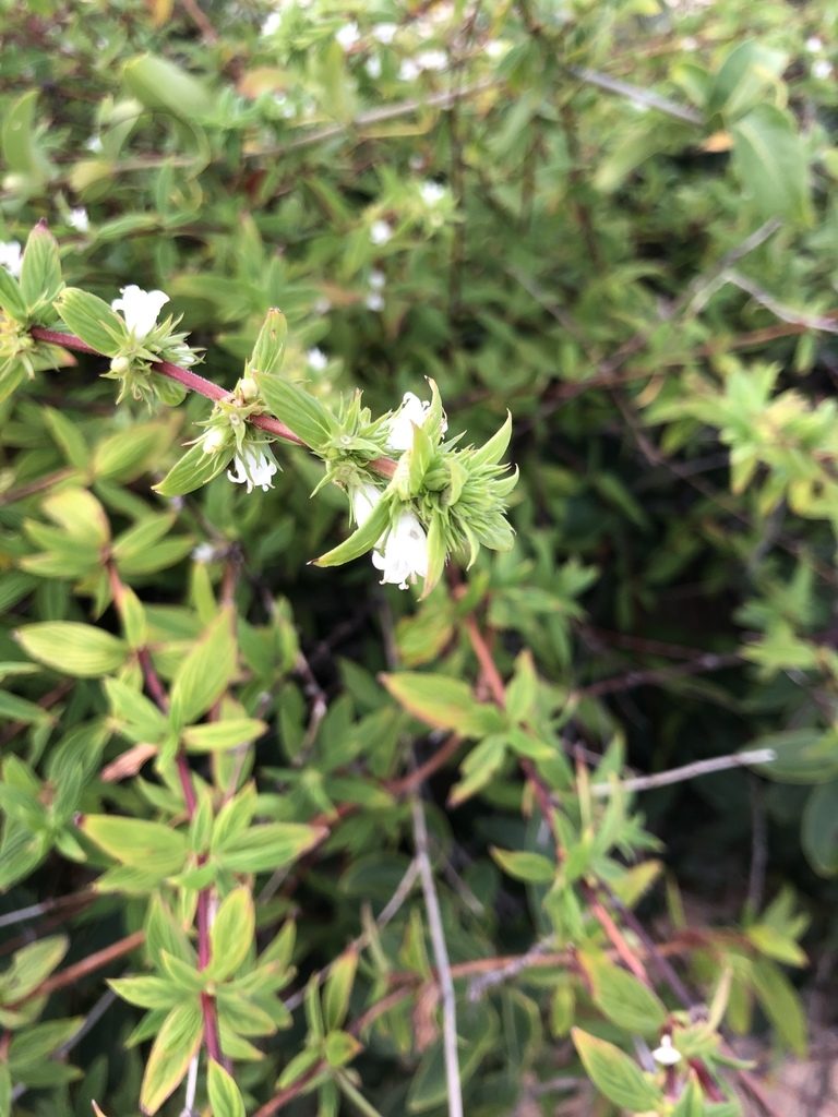 Hexasepalum gardneri, photographed by Tim Hirsch