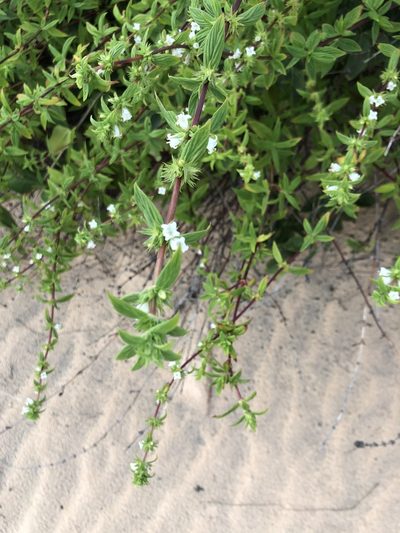 Hexasepalum gardneri, photographed by Tim Hirsch