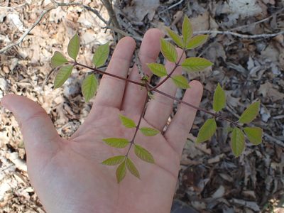 Fraxinus quadrangulata, photographed by John Abrams