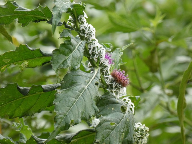 Pacourina edulis, photographed by María Zeta