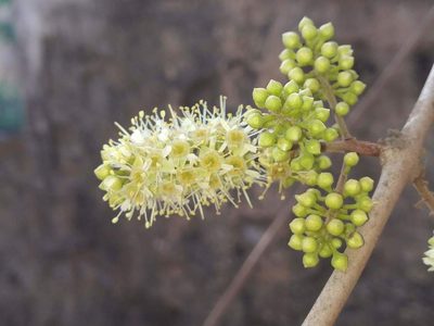 Combretum albidum, photographed by S.MORE