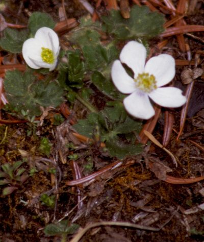Anemonastrum obtusilobum, photographed by desertnaturalist