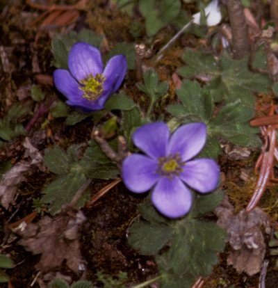 Anemonastrum obtusilobum, photographed by desertnaturalist