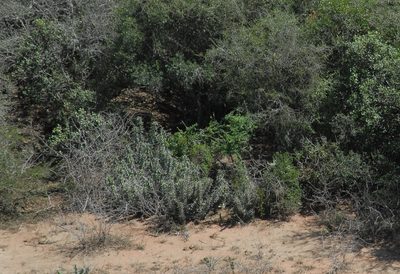 Euphorbia grandicornis, photographed by Shaun Swanepoel