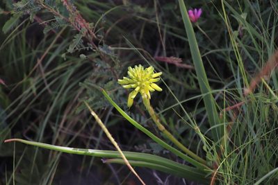 Aloe craibii, photographed by Tony Rebelo