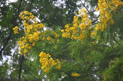 Senna multijuga, photographed by B. Phalan