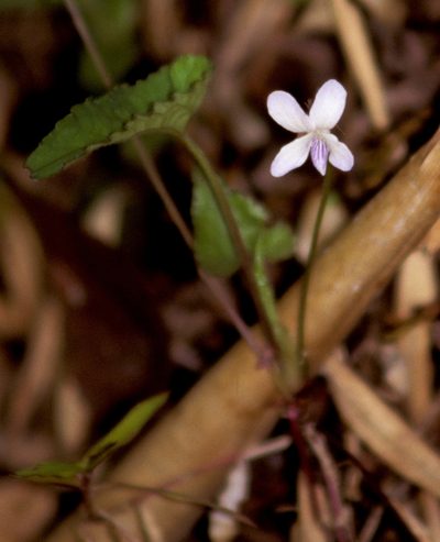 Viola pilosa, photographed by desertnaturalist
