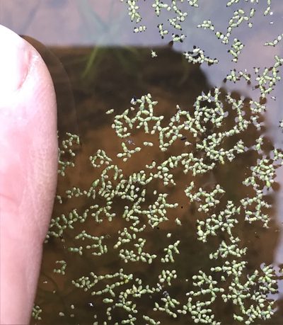 Wolffia brasiliensis, photographed by Northcut