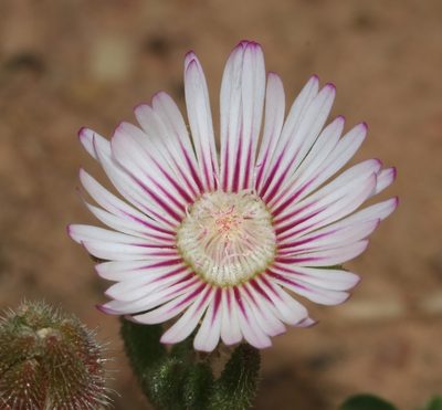 Drosanthemum hispifolium, photographed by Brian du Preez