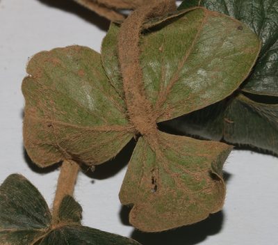 Oxalis strigosa, photographed by Brian du Preez