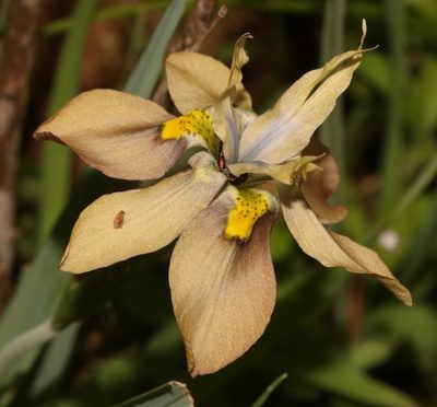 Moraea vegeta, photographed by Brian du Preez
