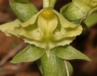 Pterygodium alatum, photographed by Brian du Preez