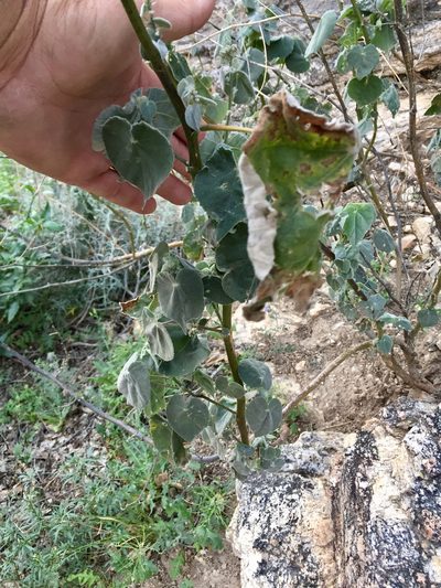 Abutilon reventum, photographed by CK2AZ