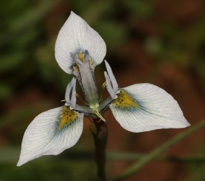 Moraea mutila, photographed by Brian du Preez