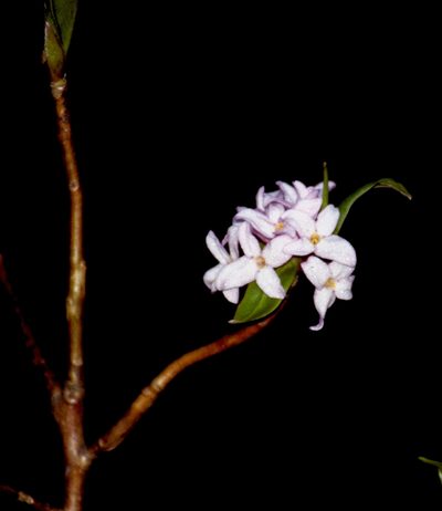 Daphne bholua, photographed by desertnaturalist