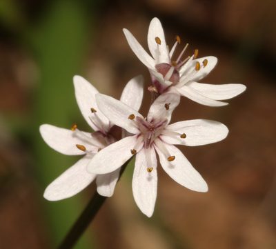 Wurmbea punctata, photographed by Brian du Preez