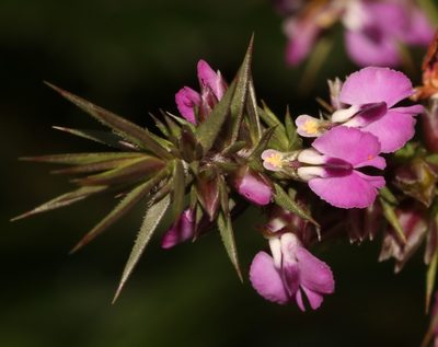 Muraltia ononidifolia, photographed by Brian du Preez
