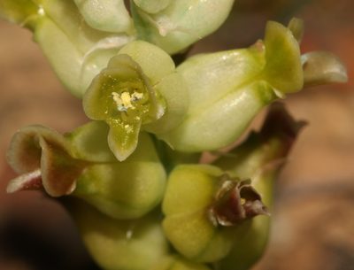 Lachenalia lutea, photographed by Brian du Preez