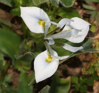 Moraea ciliata, photographed by Brian du Preez