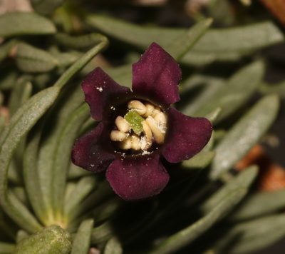 Lycium afrum, photographed by Brian du Preez