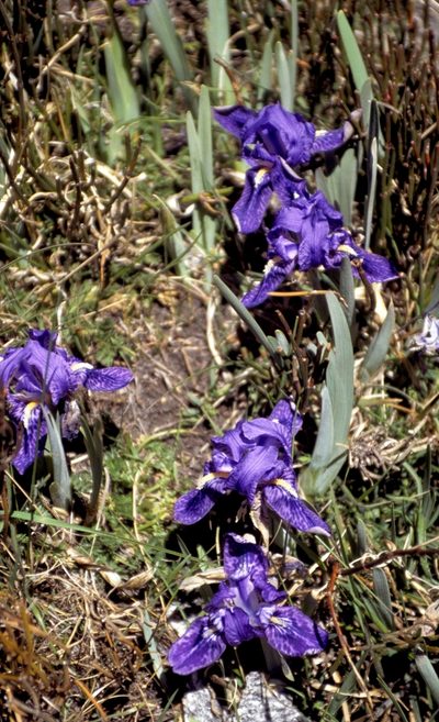 Iris kemaonensis, photographed by desertnaturalist