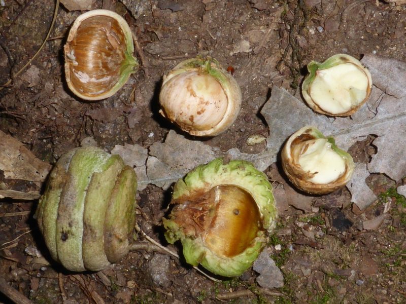 Quercus lamellosa, photographed by Kristof Zyskowski