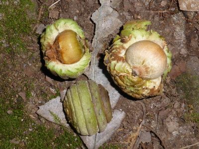 Quercus lamellosa, photographed by Kristof Zyskowski