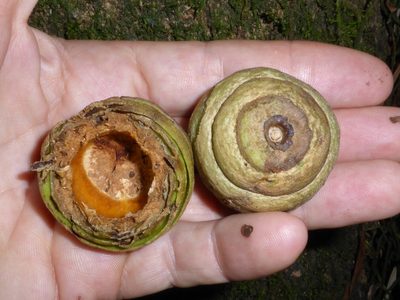 Quercus lamellosa, photographed by Kristof Zyskowski
