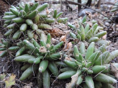 Mammillaria longimamma, photographed by Sandino Guerrero